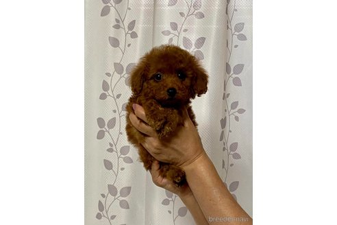成約済の兵庫県のティーカッププードル-347538の4枚目